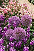 ALLIUM GLOBEMASTER, ERYSIMUM BOWLES MAUVE & AQUILEGIA NORA BARLOW