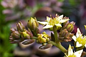 GRAPTOPETALUM PARAGUAYENSE, (IN FLOWER)