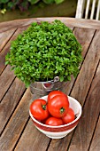 GREEK OREGANO AND TOMATO SHIRLEY ON PATIO TABLE