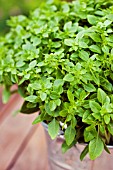 GREEK OREGANO