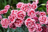 DIANTHUS SUGAR PLUM