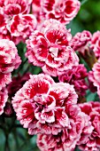 DIANTHUS SUGAR PLUM