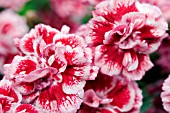 DIANTHUS SUGAR PLUM