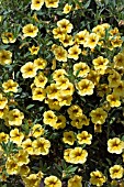 PETUNIA MILLION BELLS LEMON