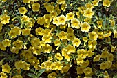 PETUNIA MILLIONS BELLS YELLOW