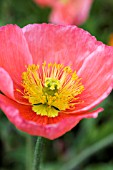 PAPAVER NUDICAULE WONDERLAND