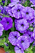 PETUNIA SURFINIA PERFUME BLUE