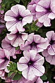 PETUNIA SURFINUA COMPACT PURPLE VEIN