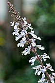 PLECTRANTHUS SILVER SHIELD FLOWERS