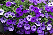 PETUNIA SURFINIA PERFUME BLUE