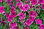 PETUNIA SURFINIA PURPLE PICOTEE