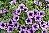 PETUNIA TINYTUNIA VIOLET ICE