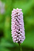 PERSICARIA BISTORTA SUPERBA