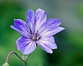 GERANIUM PYRENAICUM ISPARATA