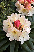 RHODODENDRON HORIZON MONARCH