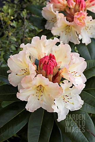 RHODODENDRON_HORIZON_MONARCH