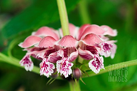 LAMIUM_ORVALA