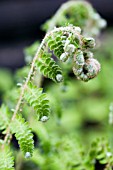 POLYSTICHUM BRAUNII