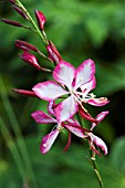 GAURA ROSY JAYNE