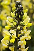 THERMOPSIS LANCEOLATA