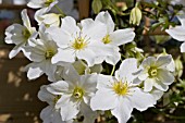 CLEMATIS AVALANCHE