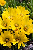 DELOSPERMA CONGESTIFOLIA GOLDEN NUGGET