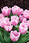 TULIPA GABRIELLA