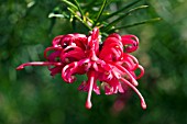GREVILLEA OLYMPIC FLAME