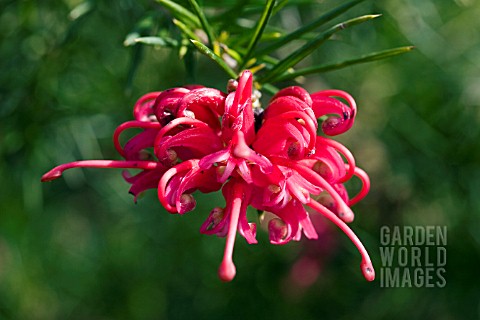 GREVILLEA_OLYMPIC_FLAME