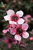 LEPTOSPERMUM PINK QUEEN