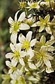 CLEMATIS PIXIE
