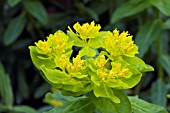 EUPHORBIA POLYCHROMA GOLDEN FUSION