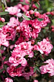 LEPTOSPERMUM POMPOM