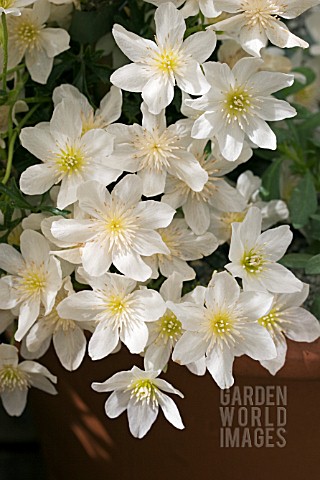 CLEMATIS_REMS_FAVOURITE