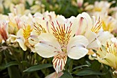 ALSTROEMERIA PRINCESS DANIELLA