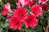 ALSTROEMERIA PRINCESS EMMA