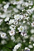 GYPSOPHILA FESTIVAL WHITE