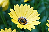 OSTEOSPERMUM HIP HOP YELLOW