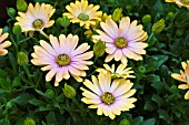 OSTEOSPERMUM KADUNA