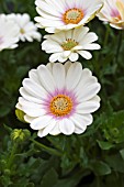 OSTEOSPERMUM LEUNA