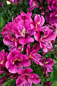 ALSTROEMERIA PRINCESS LOUISE