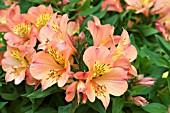 ALSTROEMERIA PRINCESS MATHILDE