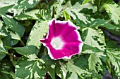 IPOMOEA SUNSMILE PINK