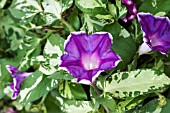 IPOMOEA SUNSMILE VIOLET