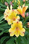 ALSTROEMERIA PRINCESS ARIANE