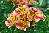 ALSTROEMERIA PRINCESS DIANA