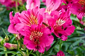 ALSTROEMERIA PRINCESS IVANA