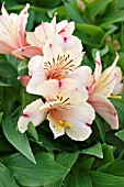 ALSTROEMERIA PRINCESS MARY