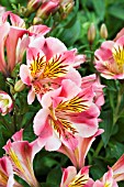 ALSTROEMERIA PRINCESS PAOLA