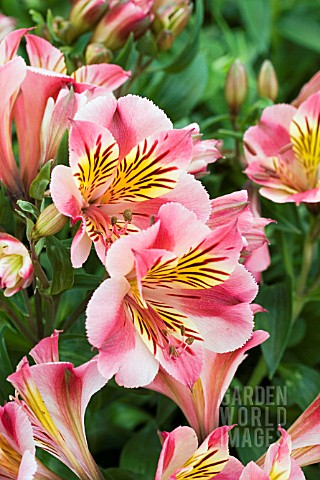 ALSTROEMERIA_PRINCESS_PAOLA